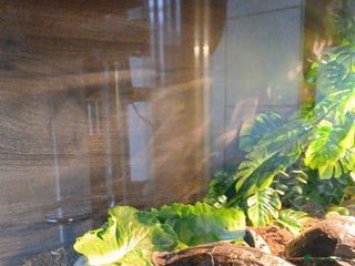 Turtle reptiles Wood Painted Turtles - Advert 1