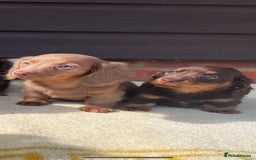 Miniature Dachshund dogs for sale: Long haired miniature Dashshund puppies  - Image 23
