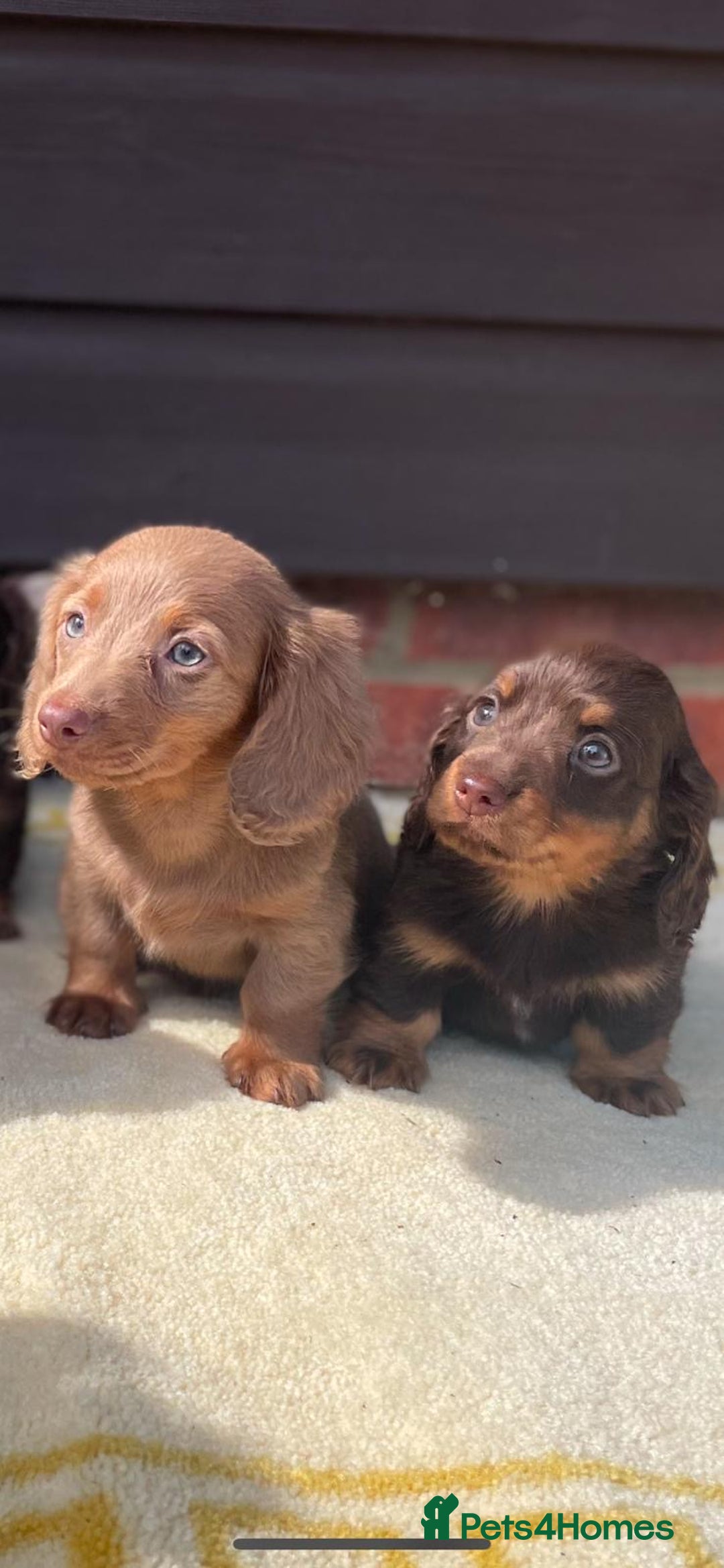 Miniature Dachshund dogs for sale: Long haired miniature Dashshund puppies  - Image 23