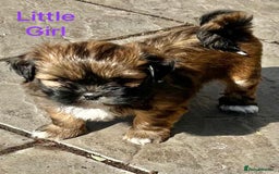 Lhasa Apso dogs for sale: Two Adorable KC Reg Puppies GPRA4 Clear - Image 15