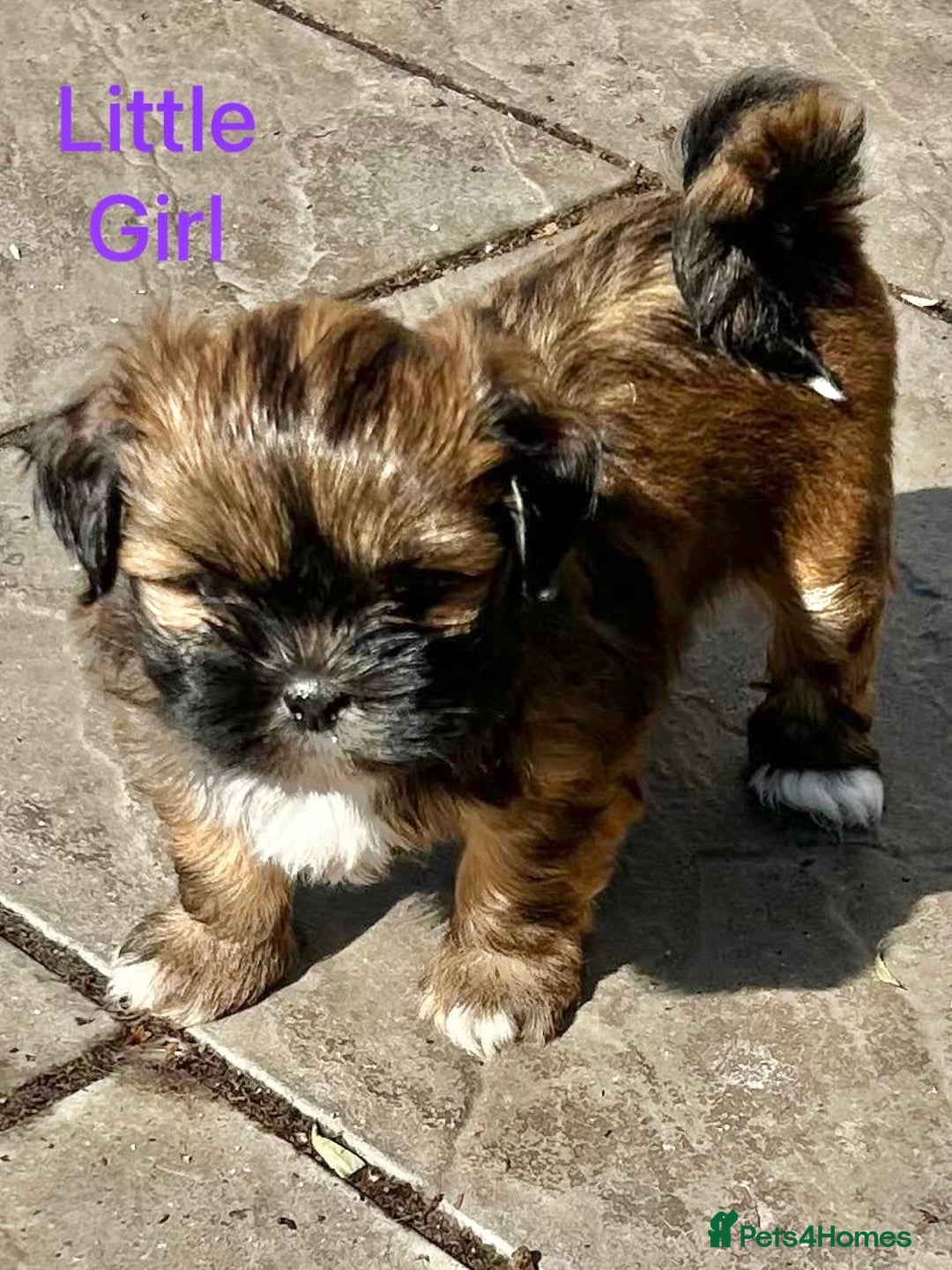 Lhasa Apso dogs for sale: Two Adorable KC Reg Puppies GPRA4 Clear - Image 15