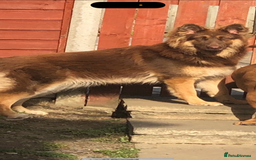 German Shepherd dogs for sale: Beautiful mixed coloured heath tested German sheps - Image 23