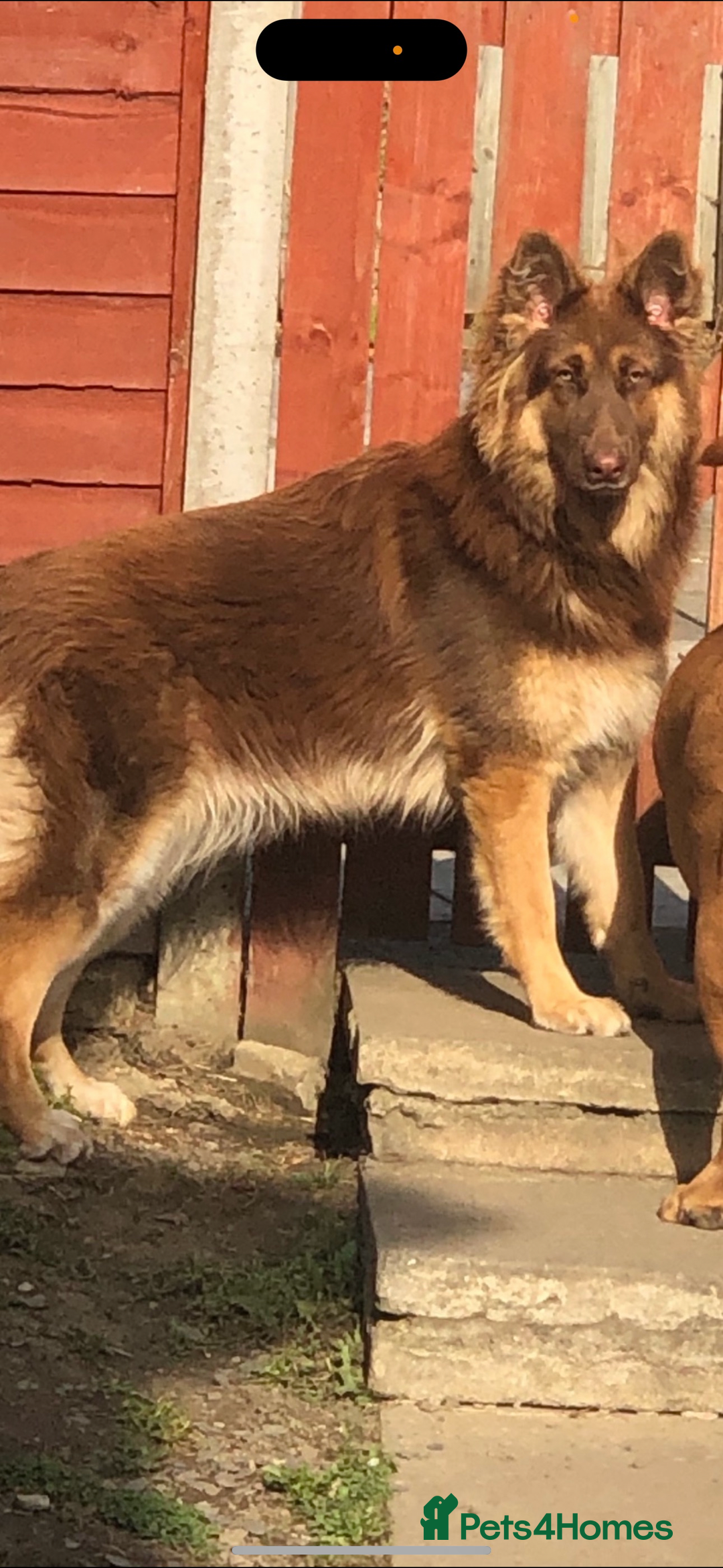 German Shepherd dogs for sale: Beautiful mixed coloured heath tested German sheps - Image 23