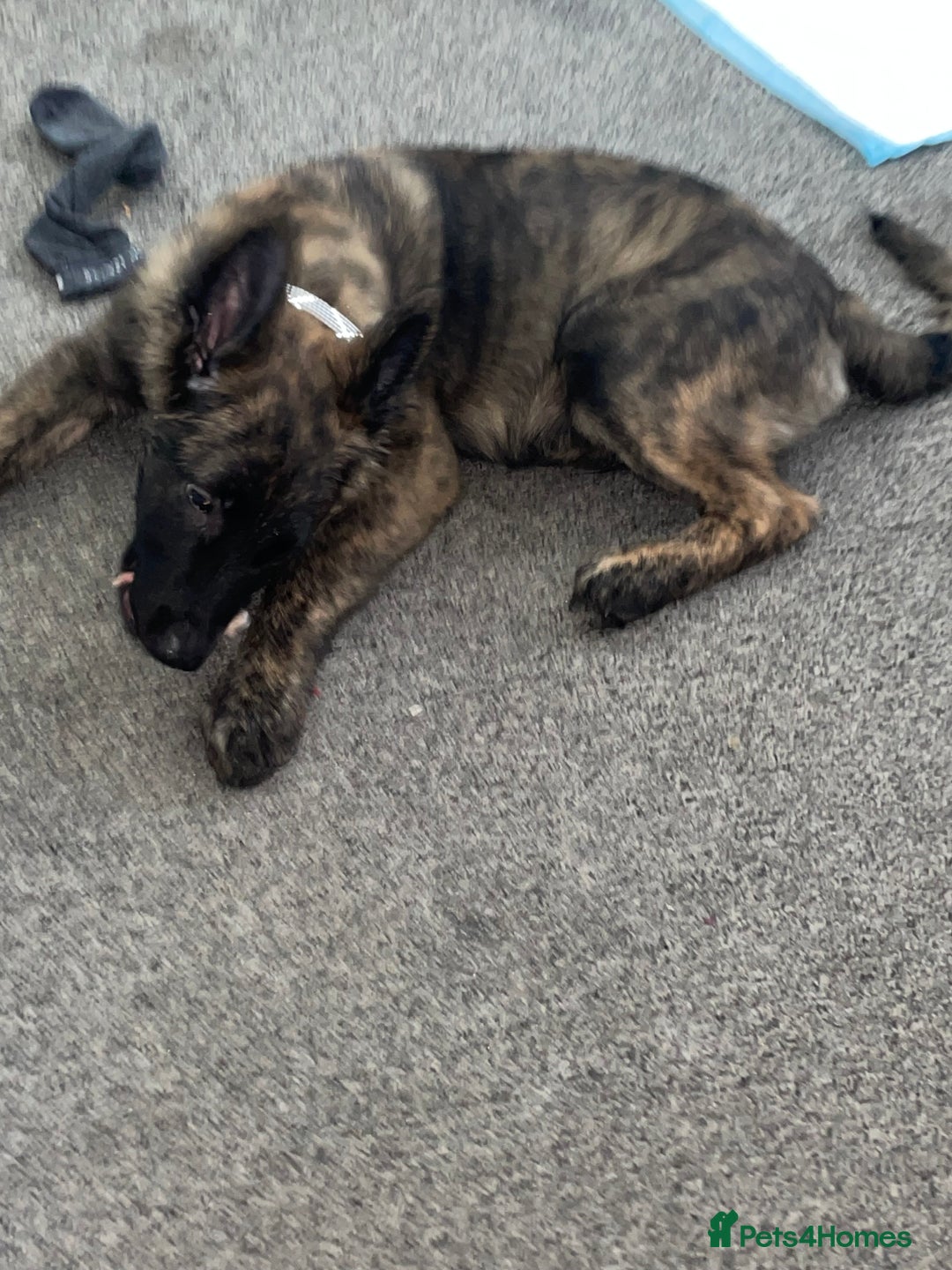 Belgian Shepherd Dog dogs for sale: Male Dutch sheperd - Image 4