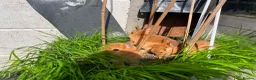 Netherland Dwarf rabbits for sale: Netherland dwarf bunnies - Advert 1