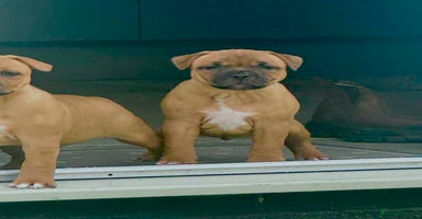 Staffordshire Bull Terrier dogs - Advert 7