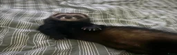 Ferret rodents for sale: Friendly neutered male ferret in Stafford - Advert 2