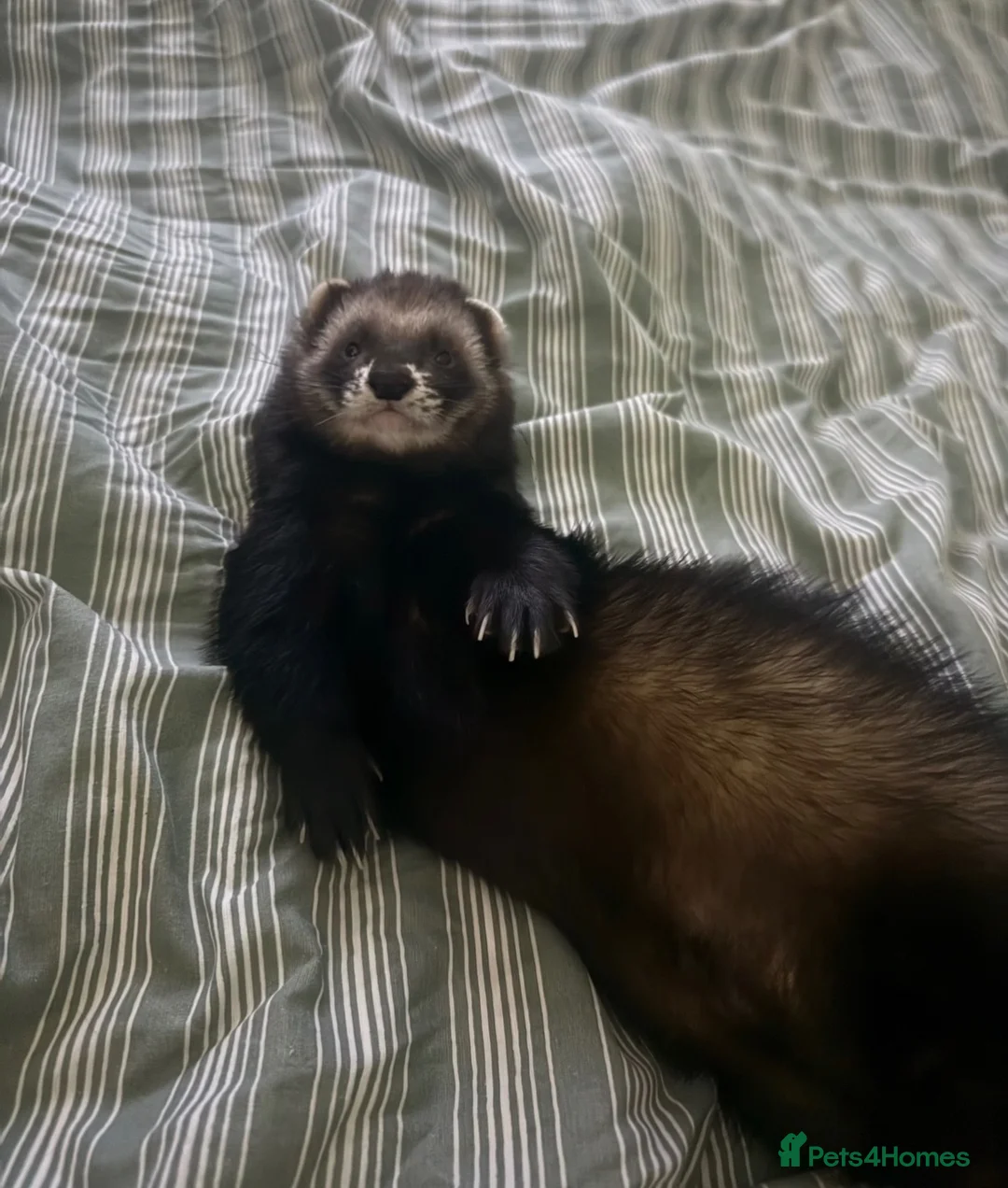 Ferret rodents for sale: Friendly neutered male ferret in Stafford - Advert 2