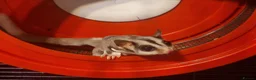 Sugar Glider rodents for sale: Bonded pair sugar gliders in Oldham - Advert 1