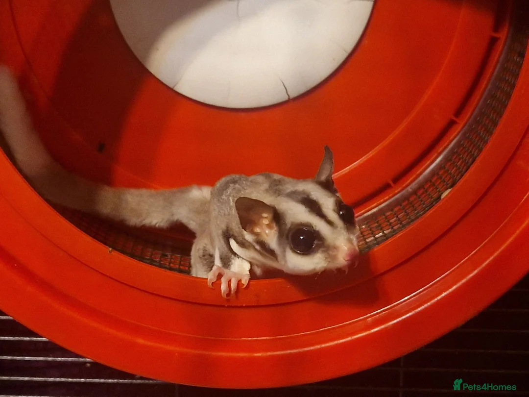 Sugar Glider rodents for sale: Bonded pair sugar gliders in Oldham - Advert 1