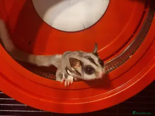Sugar Glider rodents Bonded pair sugar gliders - Advert 1