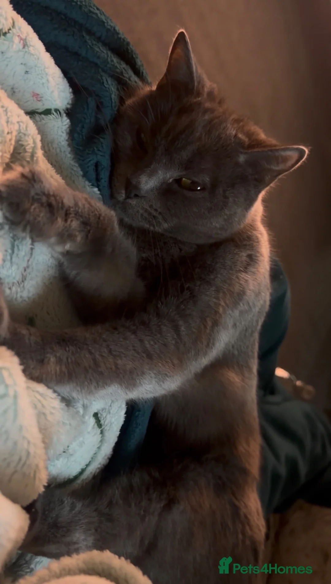 British Shorthair cats for sale: Beautiful Leia looking for her forever home!  - Advert 2