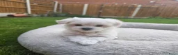 Maltese dogs for sale: Adorable Maltese Puppies Looking for Forever Homes - Advert 12