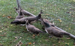 Peafowl poultry for sale: Peafowl poults (India Blue) - Image 2
