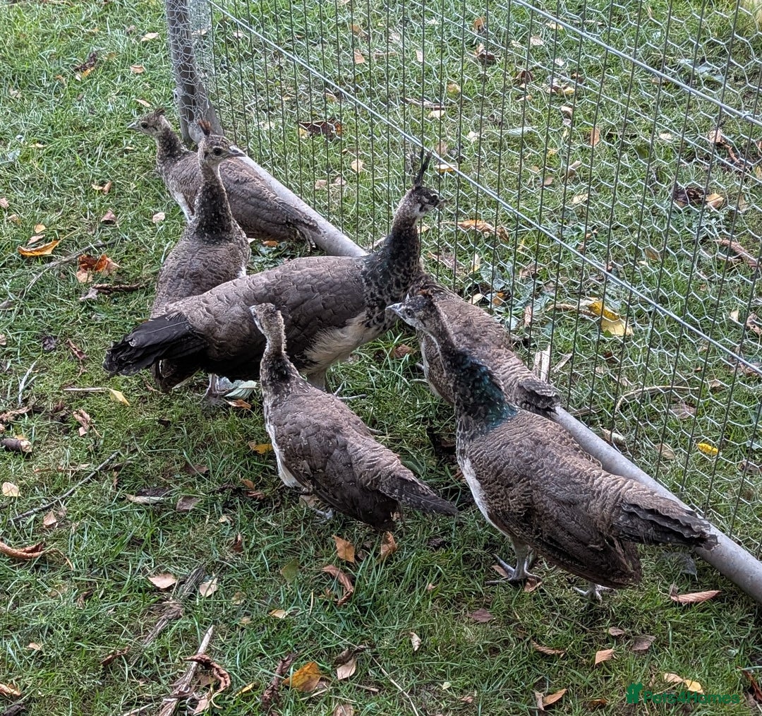 Peafowl poultry for sale: Peafowl poults (India Blue) - Image 2