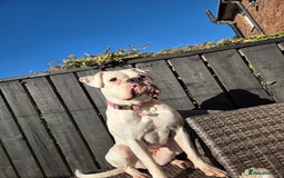 Boxer dogs for sale: Lovely boxer - Image 8