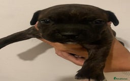 Staffordshire Bull Terrier dogs for sale: Staffy pups  - Image 1