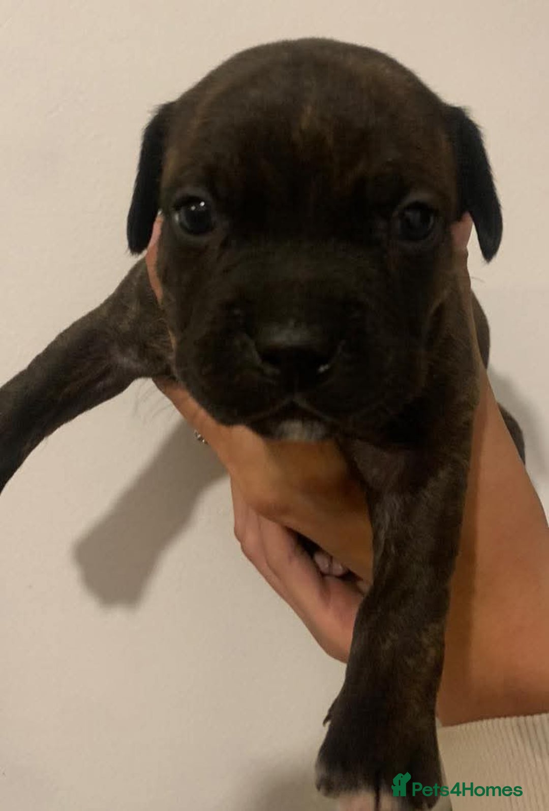 Staffordshire Bull Terrier dogs for sale: Staffy pups  - Image 1