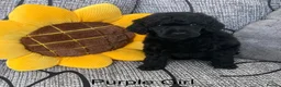 Standard Poodle dogs for sale: Reservation List Open. Standard Poodle Puppies - Advert 2