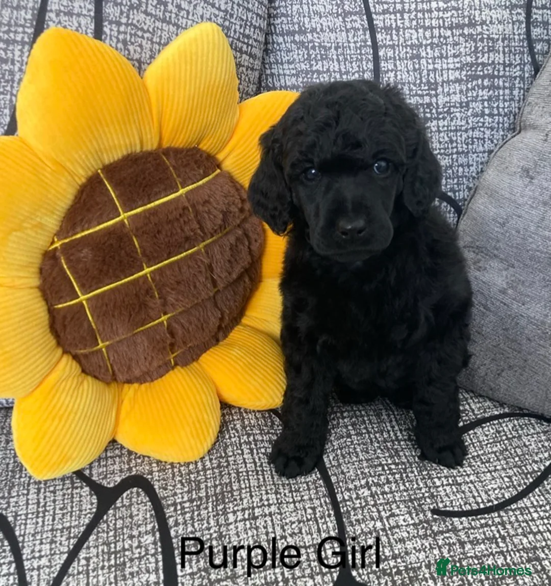 Standard Poodle dogs for sale: Reservation List Open. Standard Poodle Puppies - Advert 2