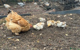 Chickens poultry for sale: Hybrid pekin bantam hen WITH 6 unsexed chicks  - Image 5