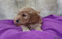 Cockapoo dogs for sale: 5*LICENSED BREEDER WATCH LIVE HEALTH TESTED PARENT - Image 6