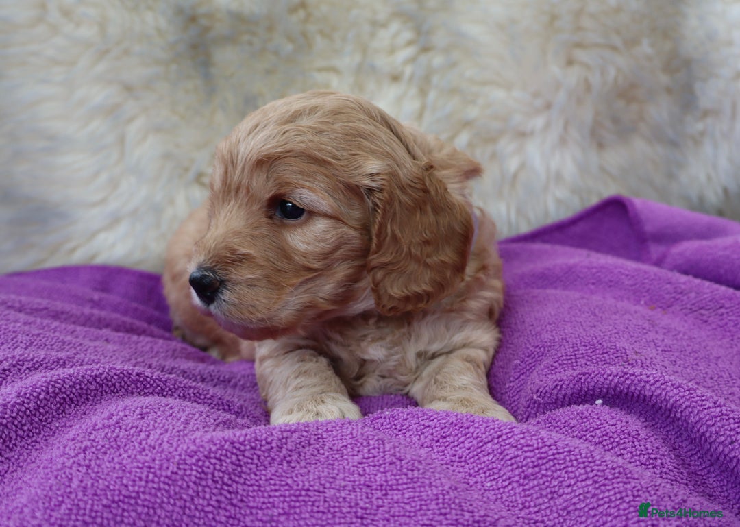 Cockapoo dogs for sale: 5*LICENSED BREEDER WATCH LIVE HEALTH TESTED PARENT - Image 6