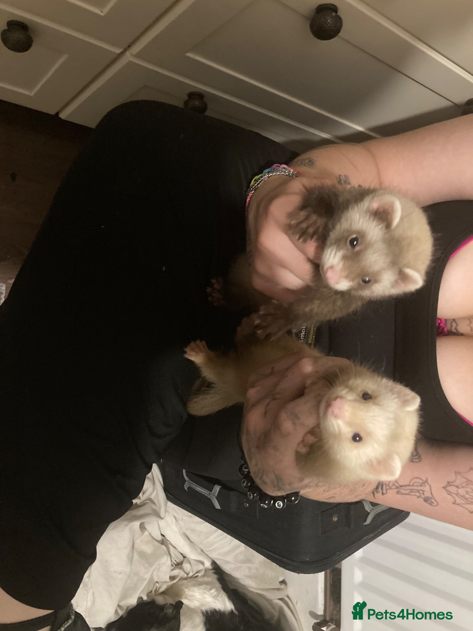 Ferret rodents Last 2 Jill kits  - Advert 18