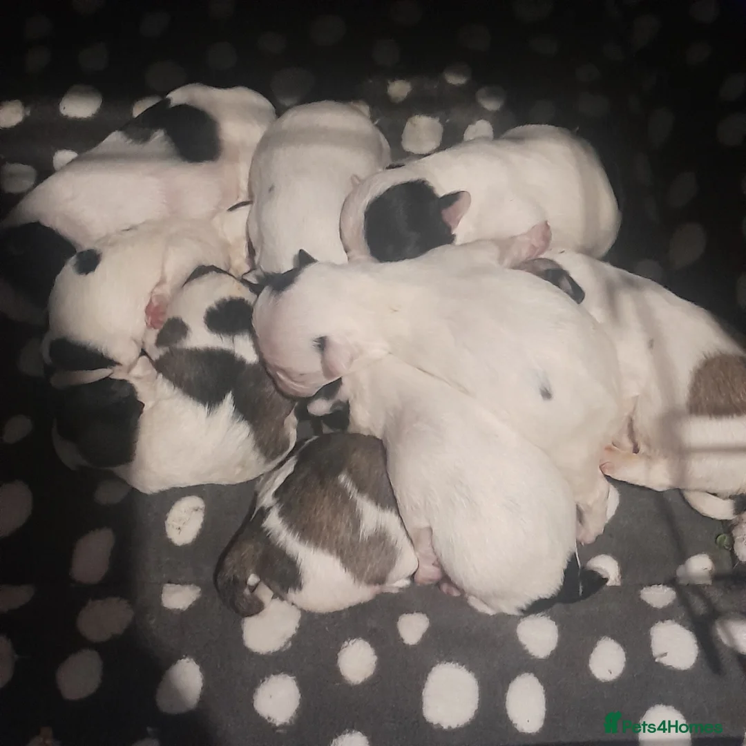 Mixed Breed dogs for sale: Frenchie/lhasa apso in Bradford - Advert 2