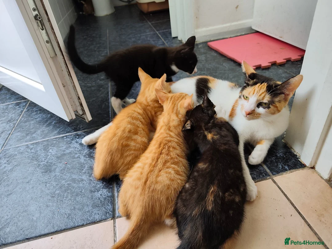Mixed Breed cats for sale: 6 Adorable Kittens Looking for Loving Homes in Gravesend - Advert 8