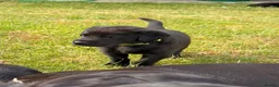 Labrador Retriever dogs for sale: Fantastic pedigree, two black boys available! in Alton - Advert 10