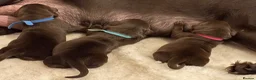 Labrador Retriever dogs for sale: Beautiful Chocolate Labrador Puppies - 09/03/2026 - Advert 33