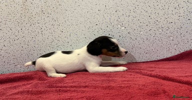 Jack Russell dogs - Advert 6