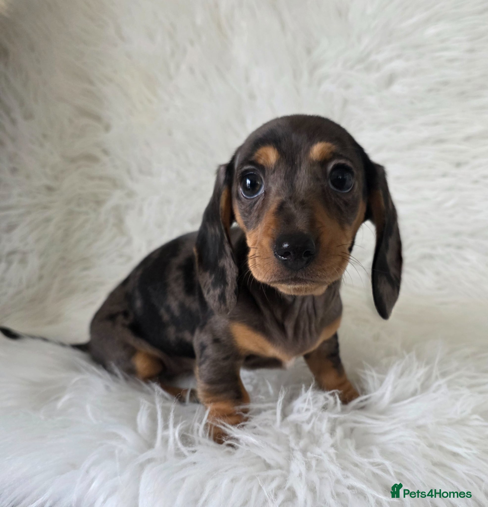 Miniature Dachshund dogs Gorgeous Mini daxi puppies silver dapple girl - Advert 2