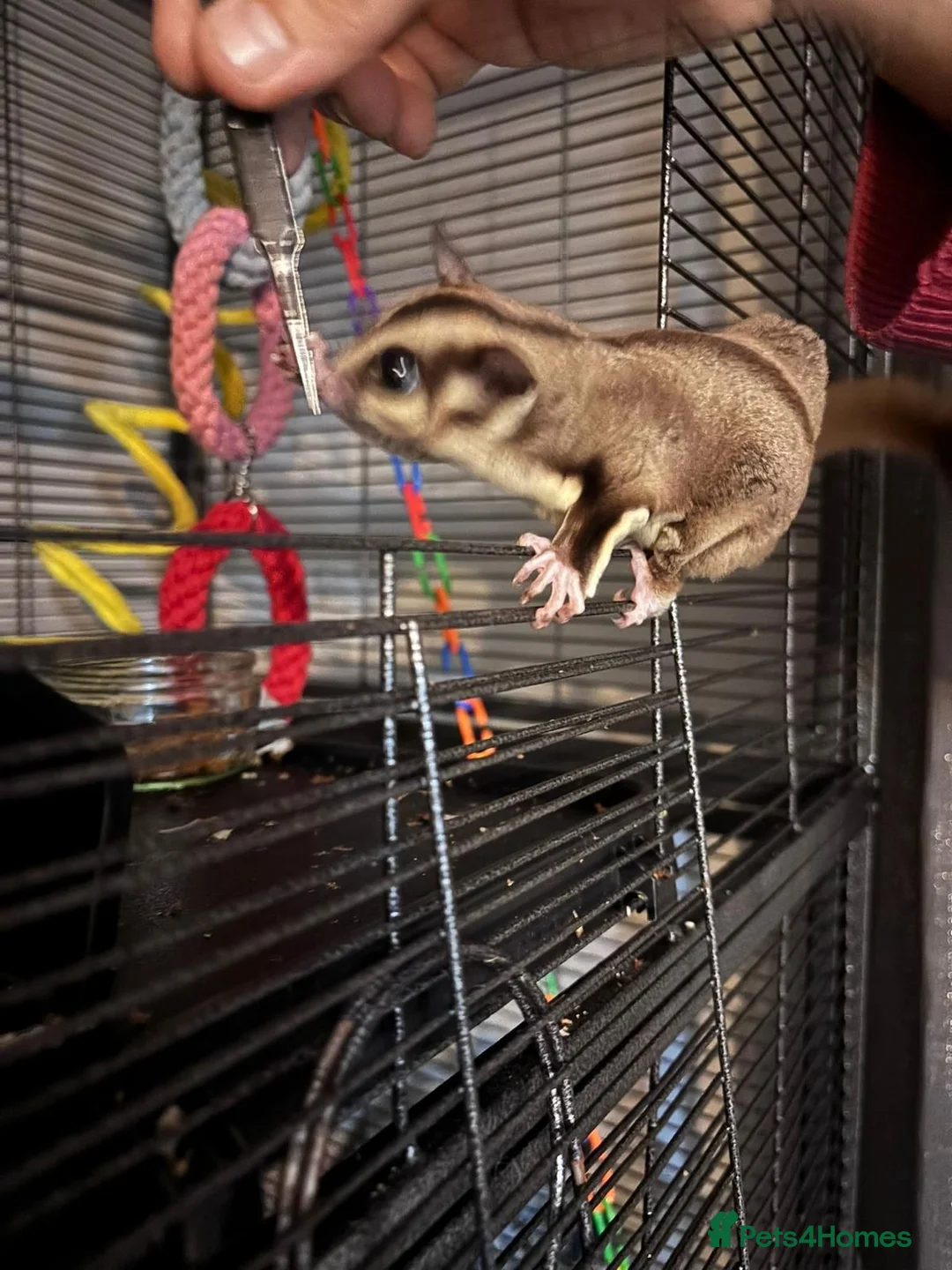 Sugar Glider rodents for sale: Whole set up male and female sugar gliders in Maidstone - Advert 6