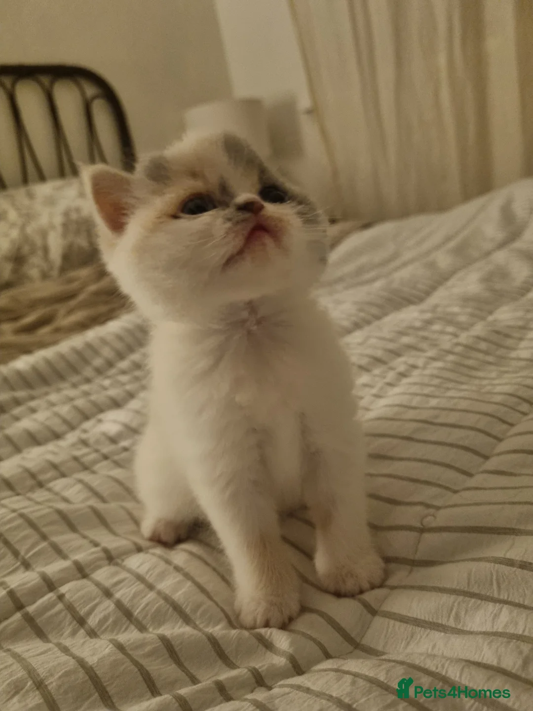 Persian cats for sale: Persian Exotic Female Kitten  - Advert 6