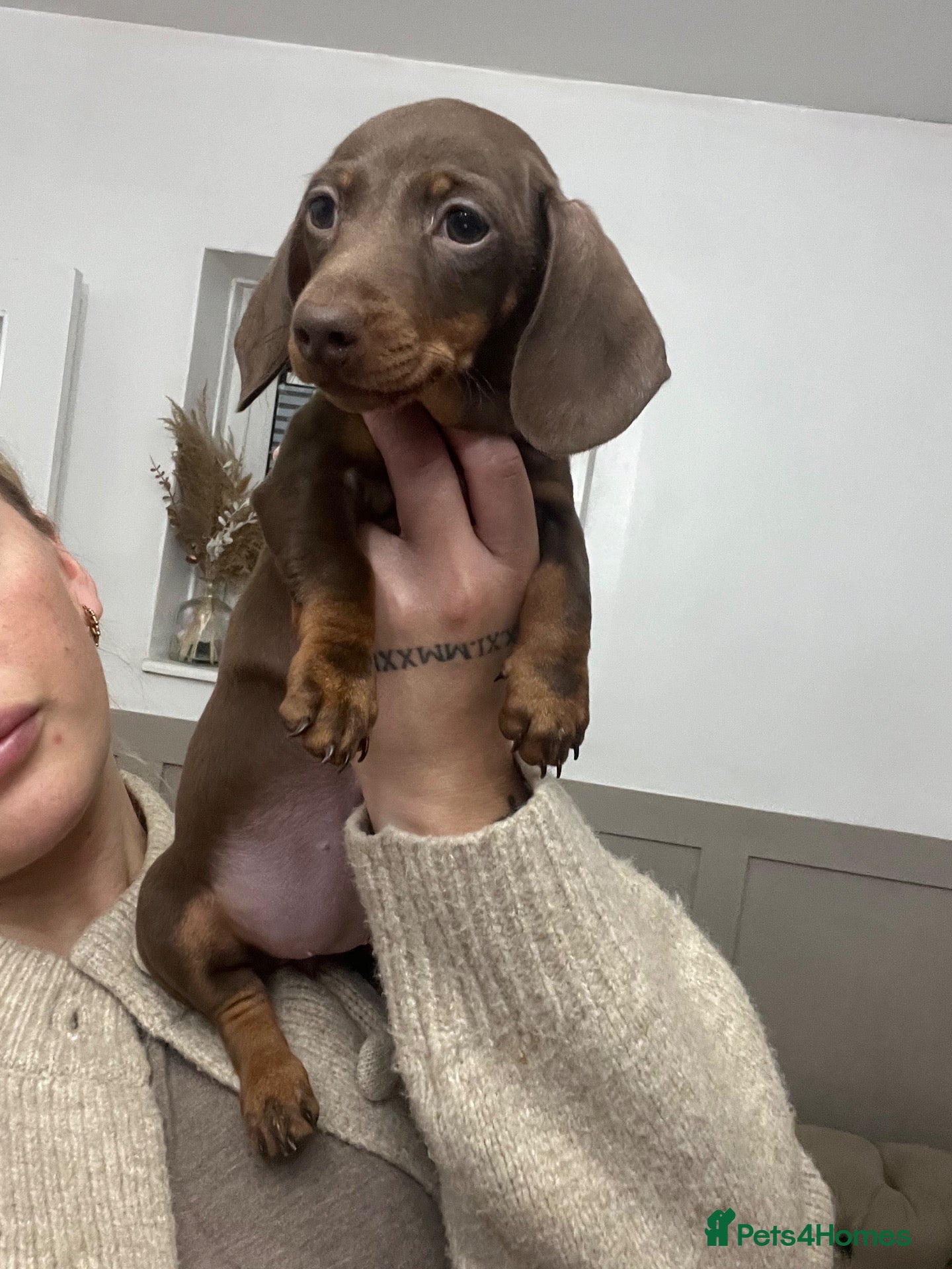 Miniature Dachshund dogs for sale:  mini dachshund ONE LEFT  - Advert 21