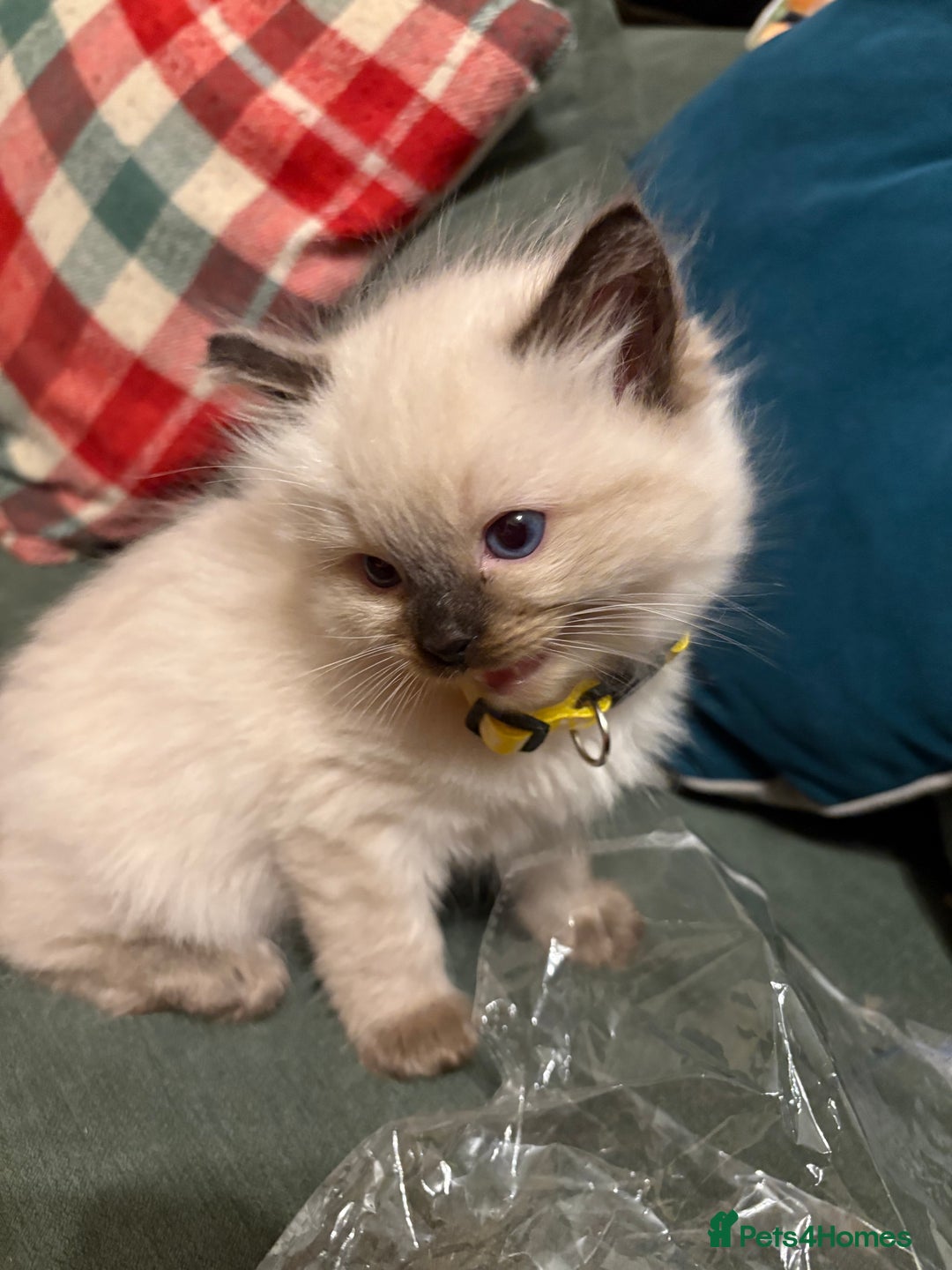 Ragdoll cats for sale: Beautiful Ragdoll Kittens 2 boys 2 girls 😍 - Advert 8