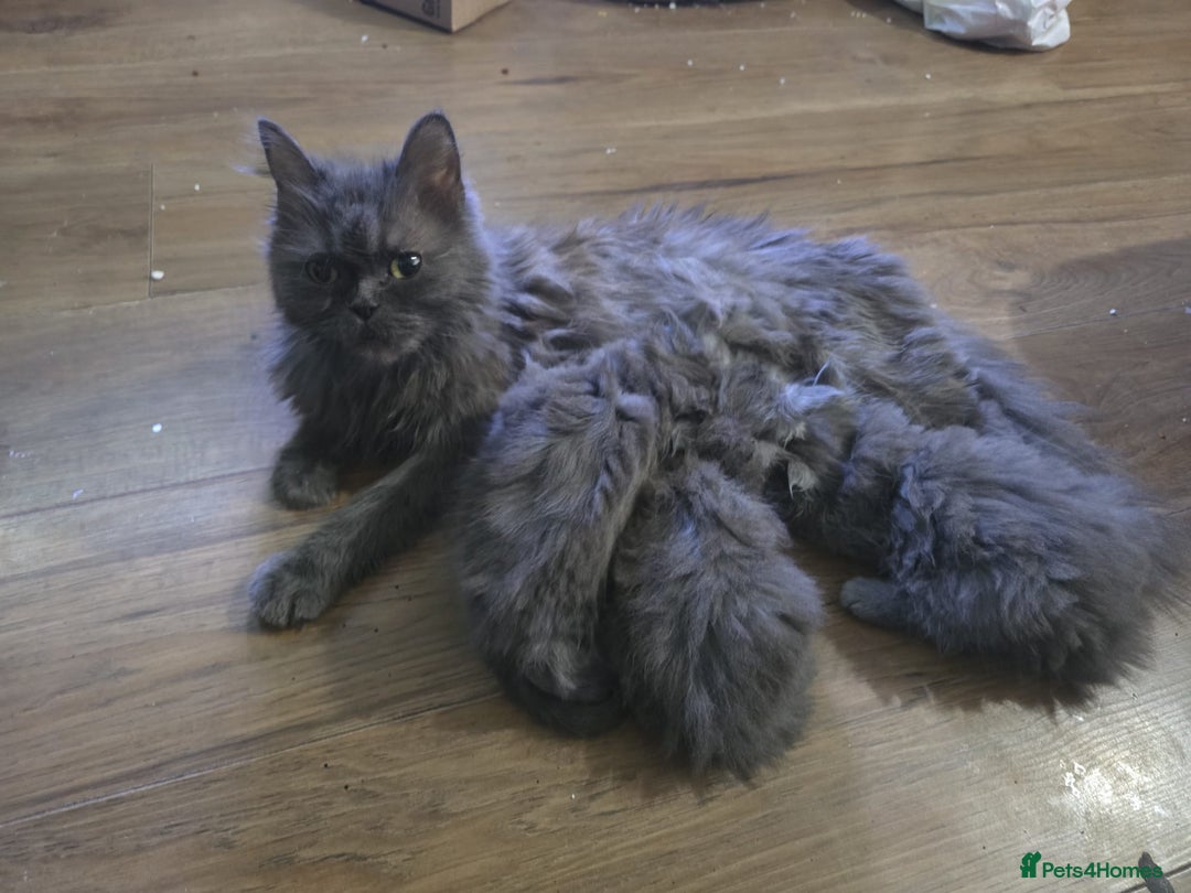 Persian cats for sale: 3 stunning Persian kittens ready now.  - Advert 2