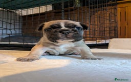 French Bulldog dogs for sale: REDUCED Adorable French Bulldog Puppies  - Image 19