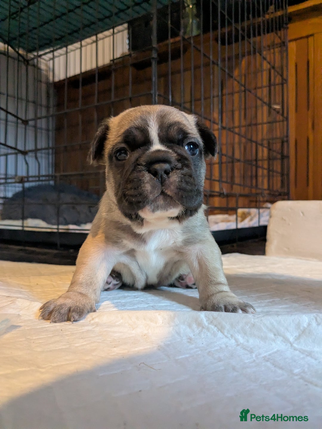 French Bulldog dogs for sale: REDUCED Adorable French Bulldog Puppies  - Image 19
