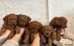 Cavapoochon dogs for sale: Cavapoochons!!🐶 ONLY ONE BOY LEFT!!  - Image 6