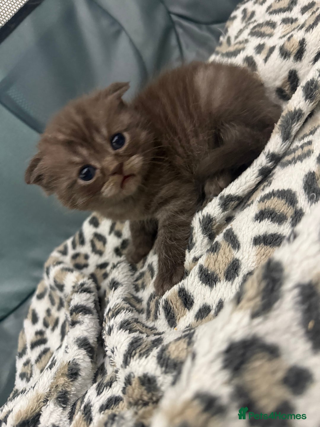 British Shorthair cats for sale: BSH x Fold stunning show kittens  - Advert 28