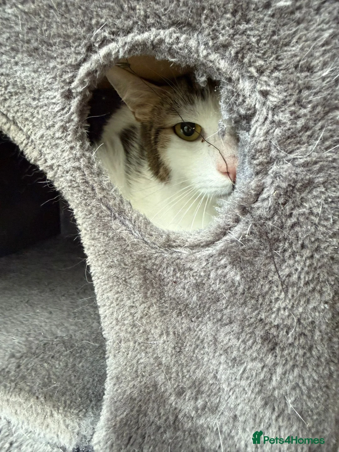 Mixed Breed cats for adoption: They Survived. Now They’re Ready to Be Loved - Advert 4