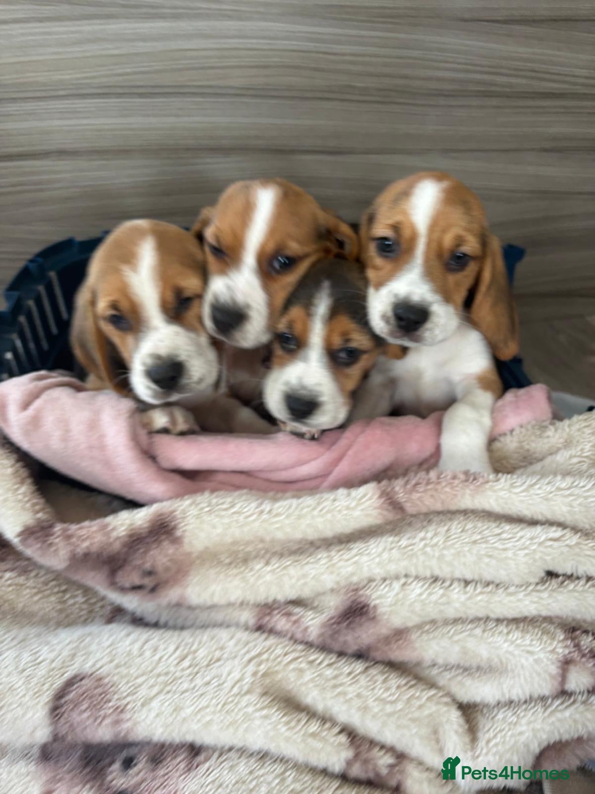 Beagle dogs Beagle puppy’s  - Advert 1