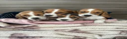 Beagle dogs for sale: Beagle puppy’s  in Doncaster - Advert 1