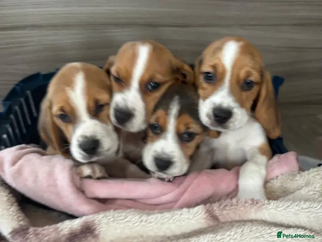 Beagle dogs for sale: Beagle puppy’s - Advert 6