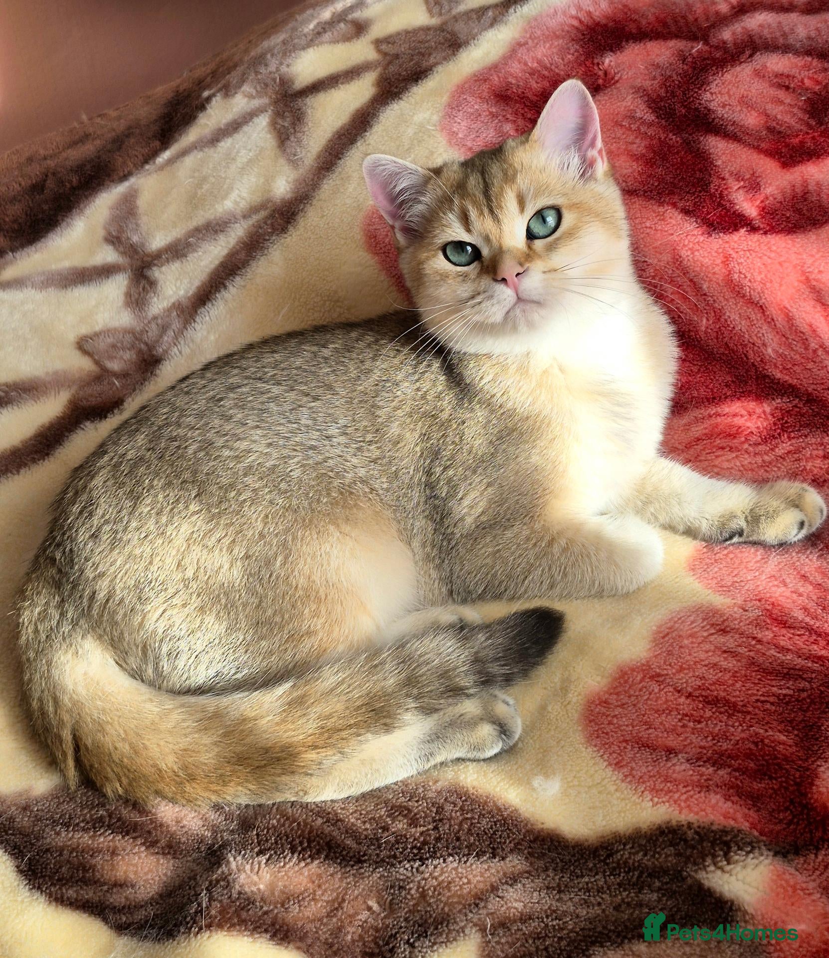 British Longhair cats  Tica registered BLH/BSH golden shaded  kittens  - Advert 1