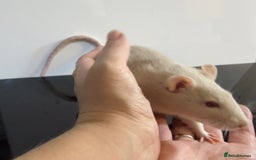 Rat rodents for sale: 2 x young and loving rats + cage + water bottle  - Image 4