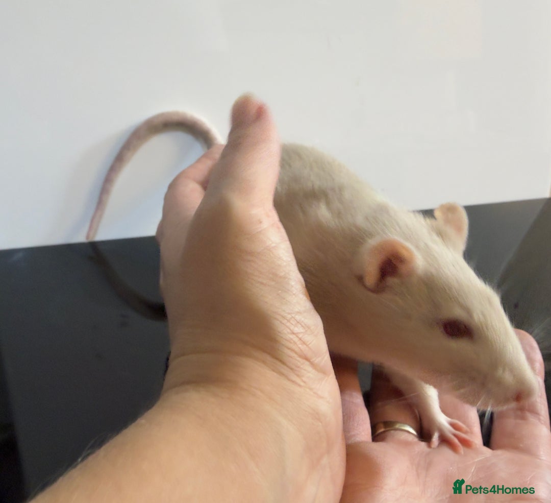 Rat rodents for sale: 2 x young and loving rats + cage + water bottle  - Image 4